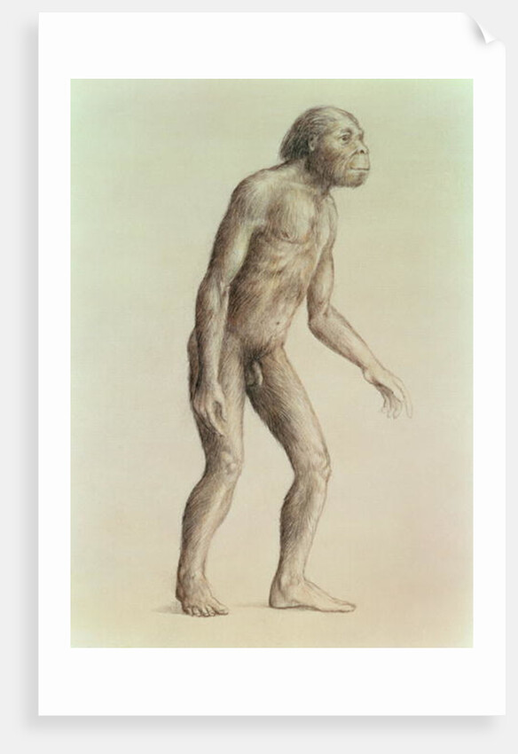 Australopithecus Africanus by English School
