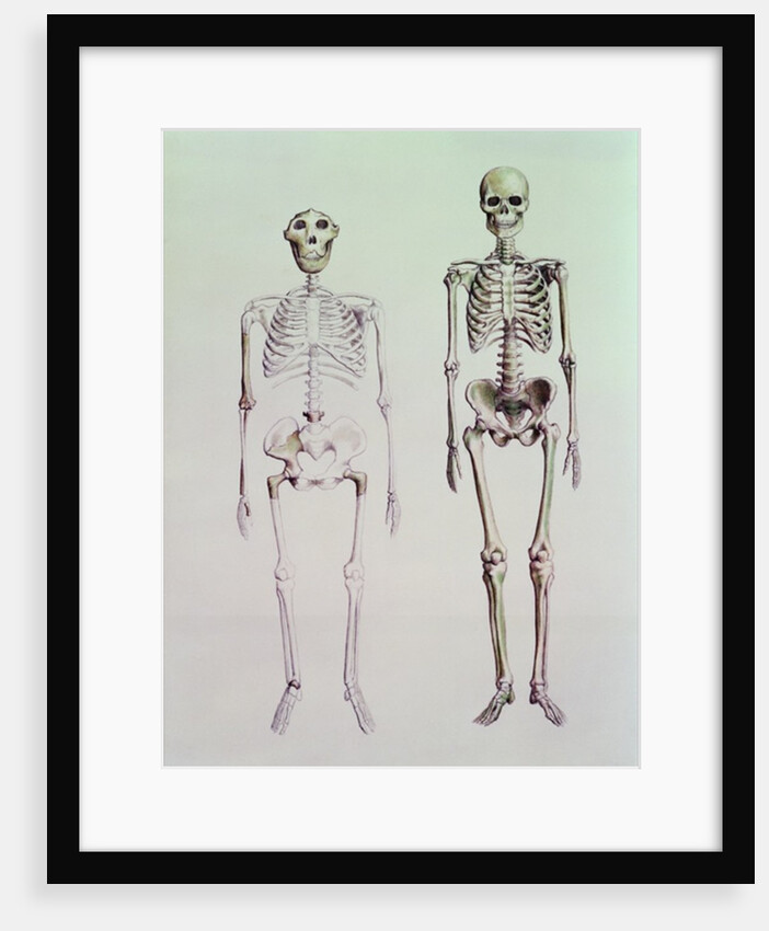 Skeletons of Australopithecus Boisei and Homo Sapiens by English School