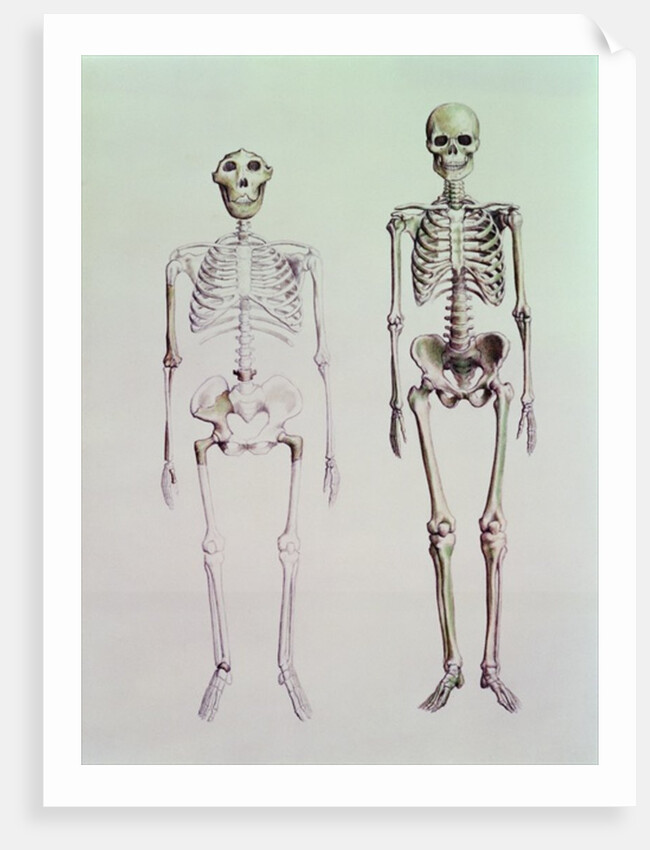 Skeletons of Australopithecus Boisei and Homo Sapiens by English School