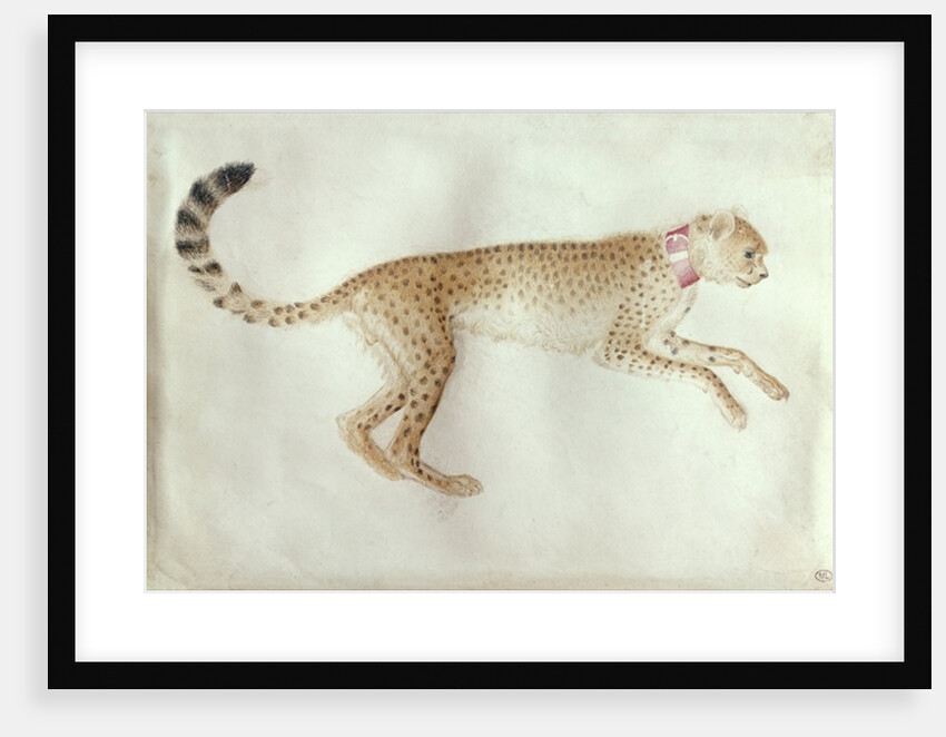 Bounding cheetah with a red collar by Antonio Pisanello
