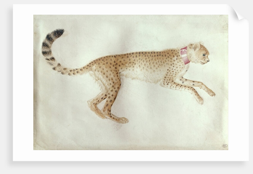 Bounding cheetah with a red collar by Antonio Pisanello