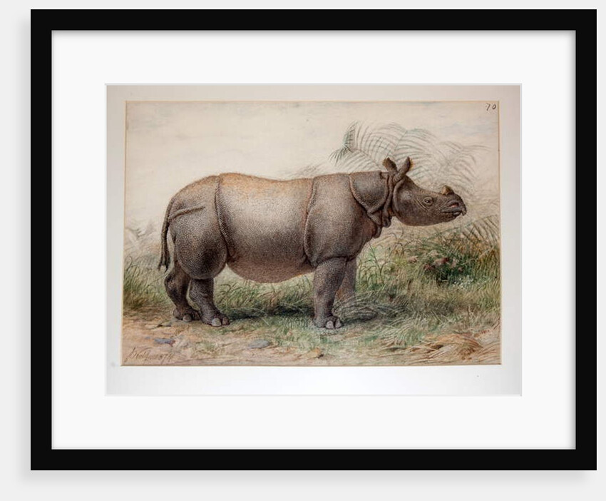 Javan Rhinoceros, 1874 by Joseph Wolf