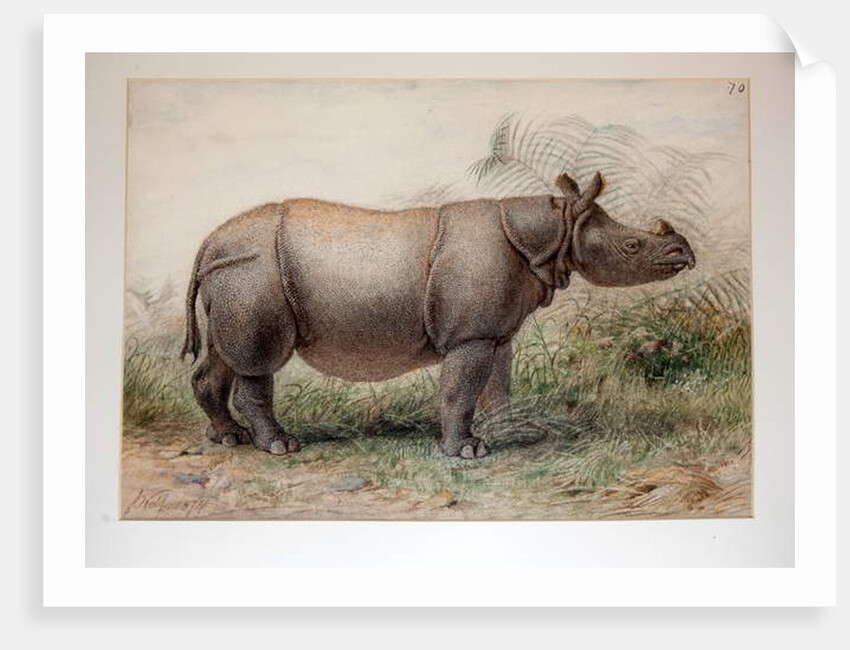 Javan Rhinoceros, 1874 by Joseph Wolf