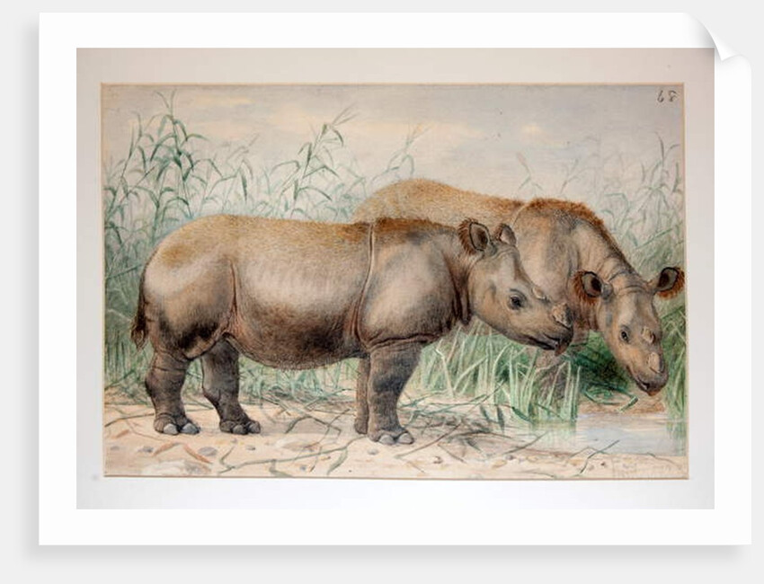 Hairy Eared Rhinoceros by Joseph Wolf