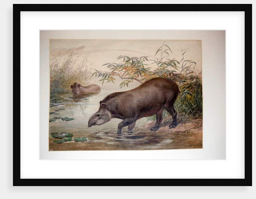 Tapir, 1880 by Joseph Wolf