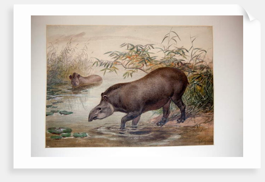 Tapir, 1880 by Joseph Wolf