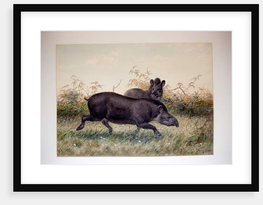 Tapir, 1880 by Joseph Wolf