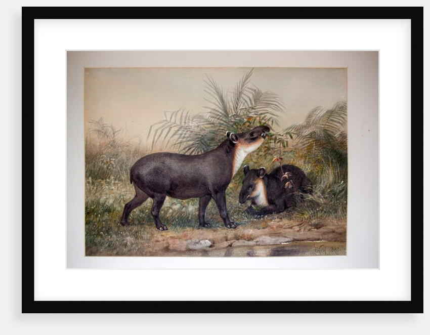 Tapir, 1880 by Joseph Wolf
