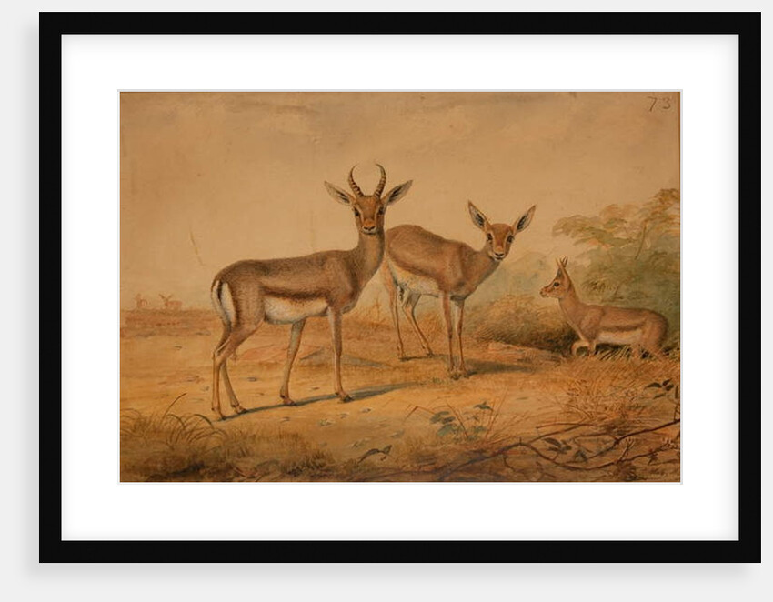 Persian Gazelle by Joseph Wolf