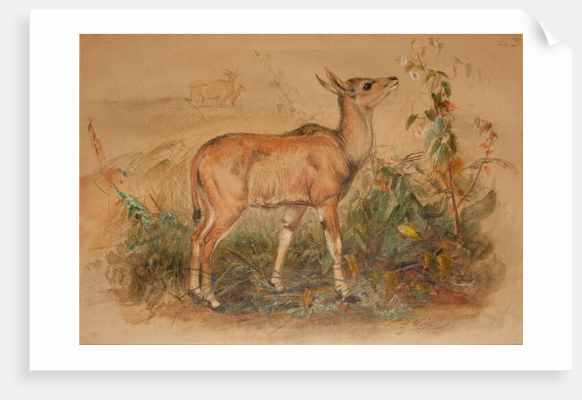 Young Eland by Joseph Wolf