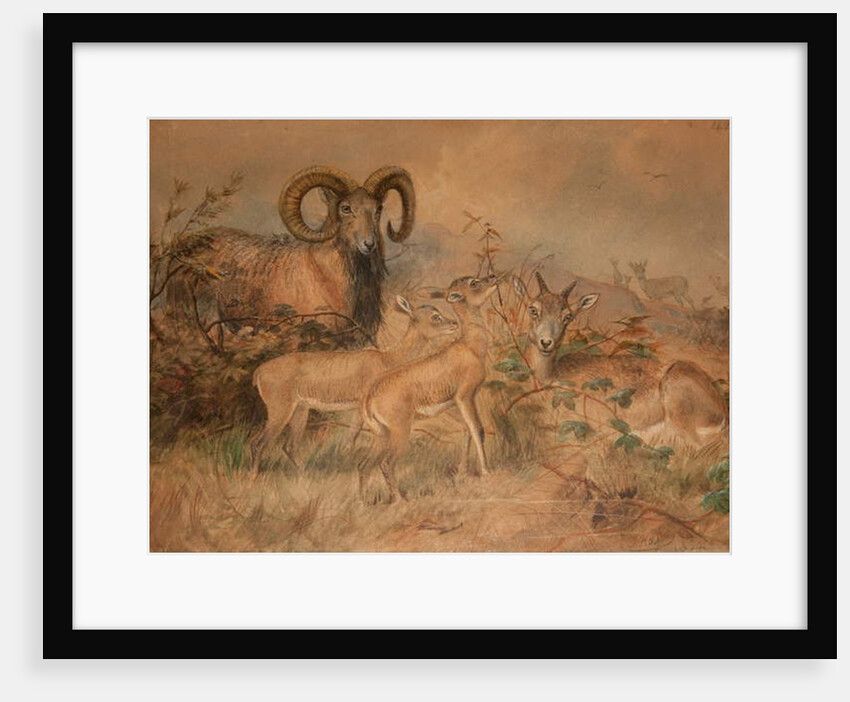 Vigne's Wild Sheep, 1858 by Joseph Wolf