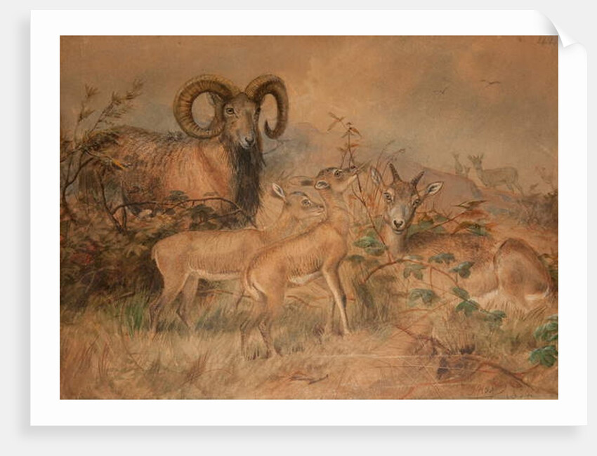 Vigne's Wild Sheep, 1858 by Joseph Wolf