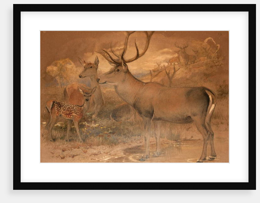 Persian Deer by Joseph Wolf