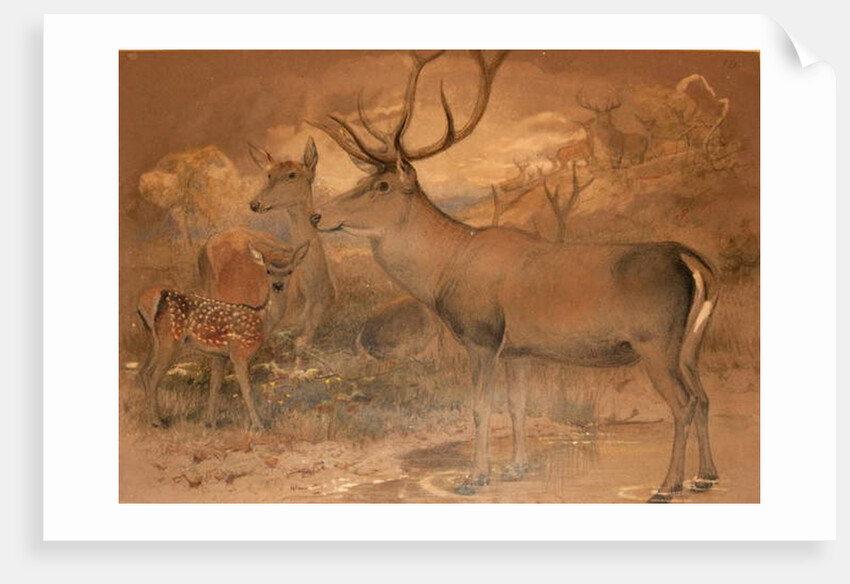 Persian Deer by Joseph Wolf