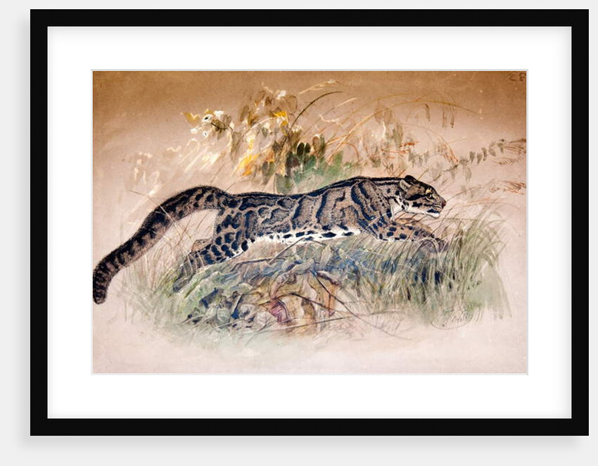 Clouded Leopard, 1851-69 by Joseph Wolf