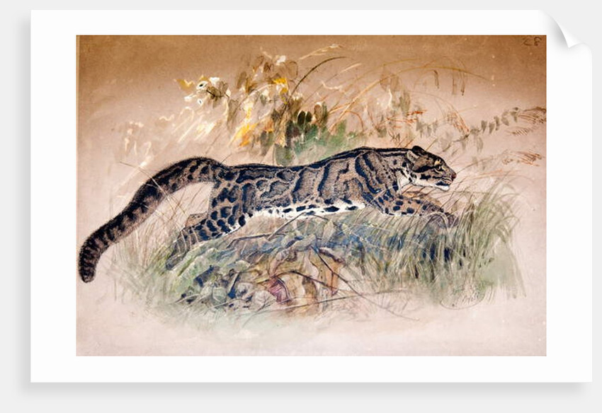 Clouded Leopard, 1851-69 by Joseph Wolf
