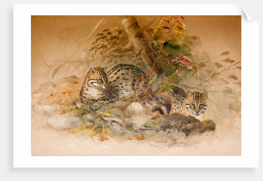 Wagati Cat, 1851-69 by Joseph Wolf