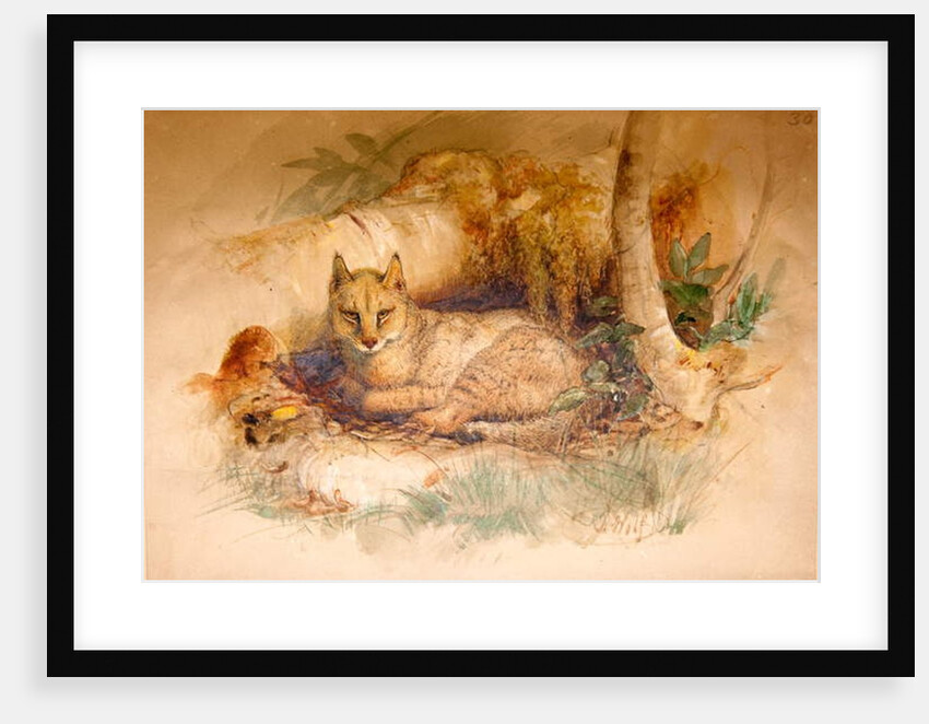 Egyptian Cat, 1851-69 by Joseph Wolf