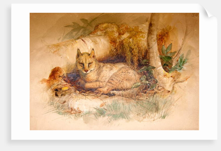 Egyptian Cat, 1851-69 by Joseph Wolf