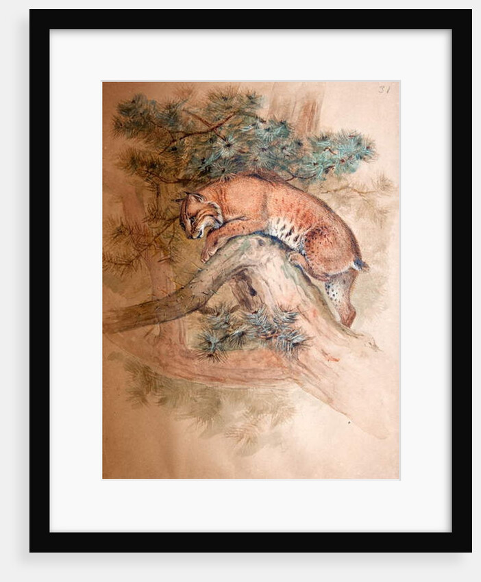 Norwegian Lynx, 1851-69 by Joseph Wolf