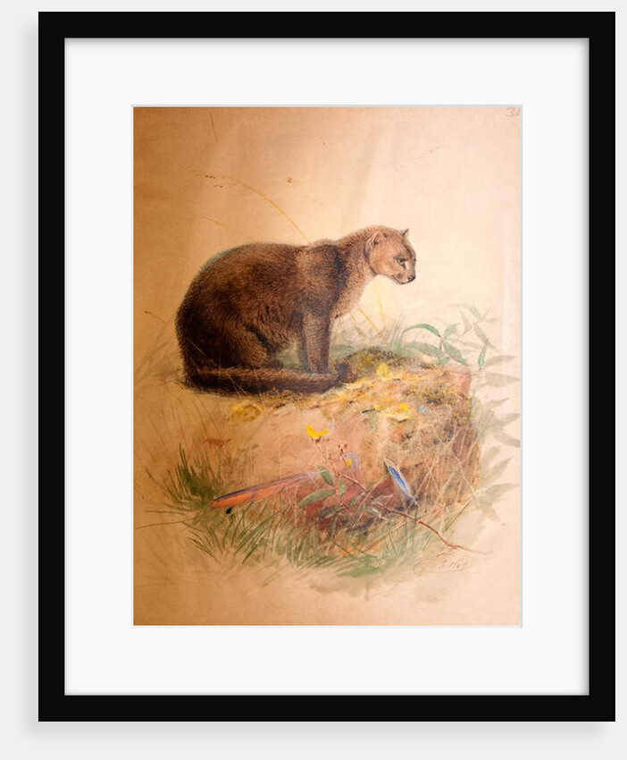 Yaguarundi Cat, 1851-69 by Joseph Wolf