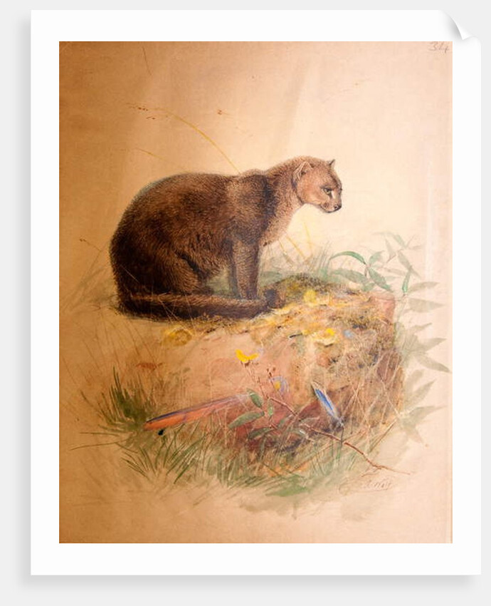 Yaguarundi Cat, 1851-69 by Joseph Wolf