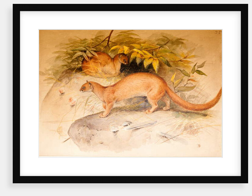 Eyra, 1851 by Joseph Wolf