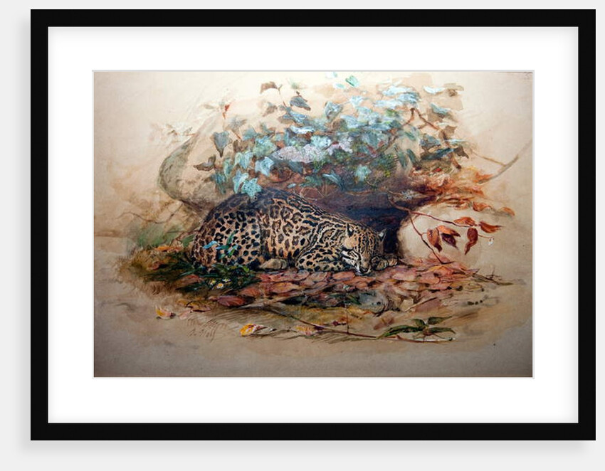 Ocelot, 1851-52 by Joseph Wolf