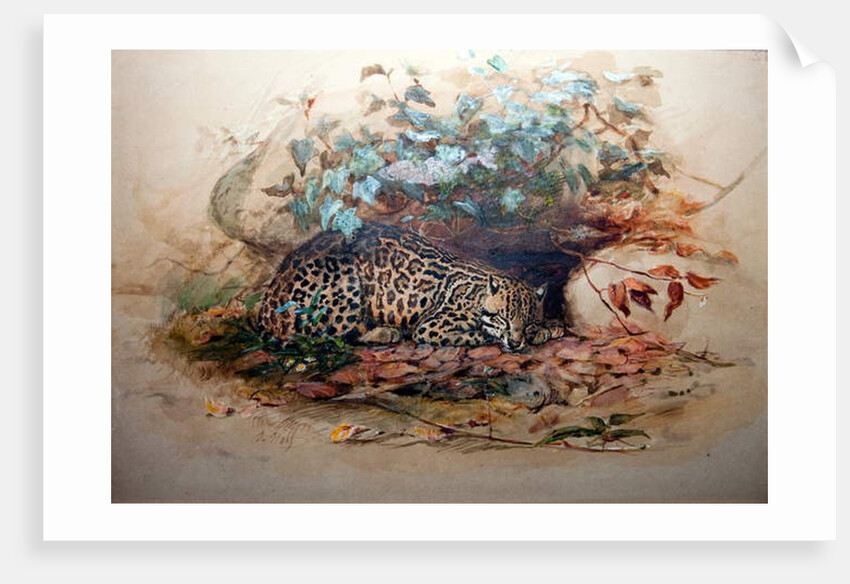 Ocelot, 1851-52 by Joseph Wolf