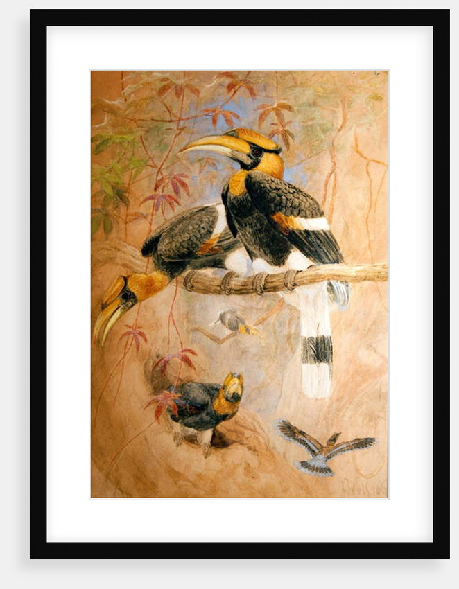 Concave-casqued Hornbill, 1856-67 by Joseph Wolf