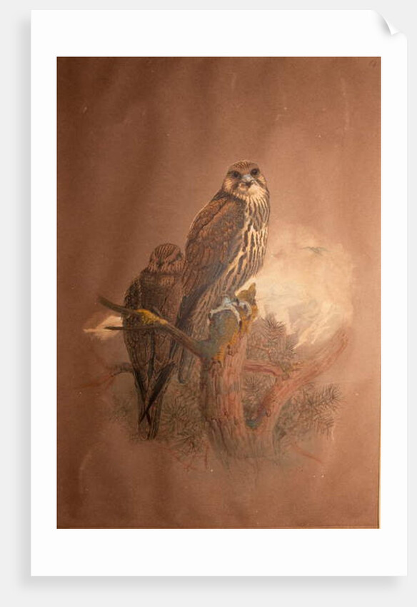Saker Falcon, 1856-67 by Joseph Wolf