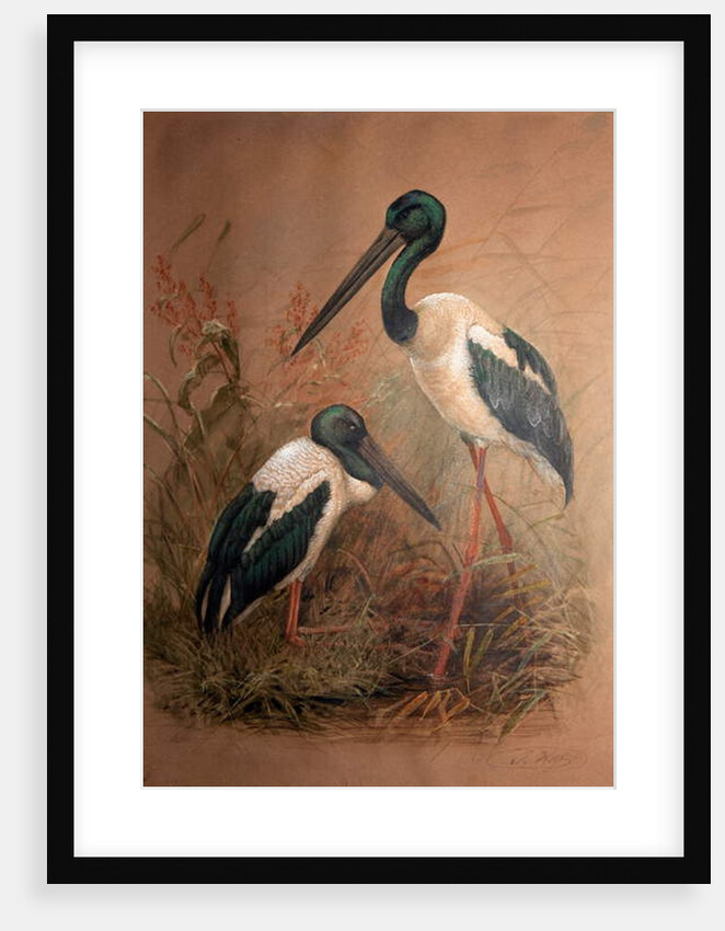 Black-necked Stork, 1856-67 by Joseph Wolf