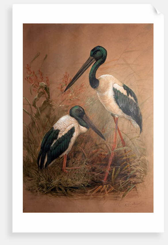 Black-necked Stork, 1856-67 by Joseph Wolf