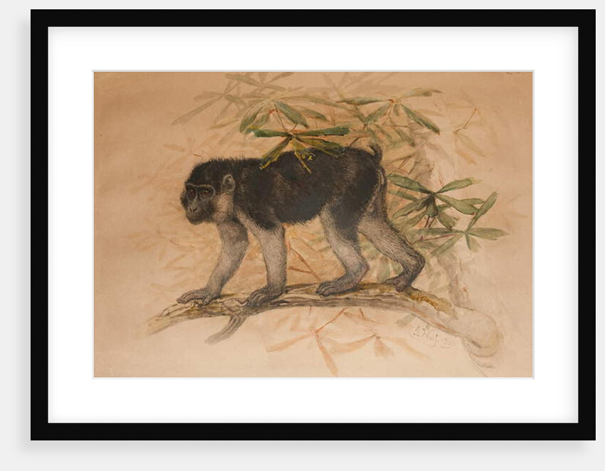 Ashy-black Macaque, 1869 by Joseph Wolf
