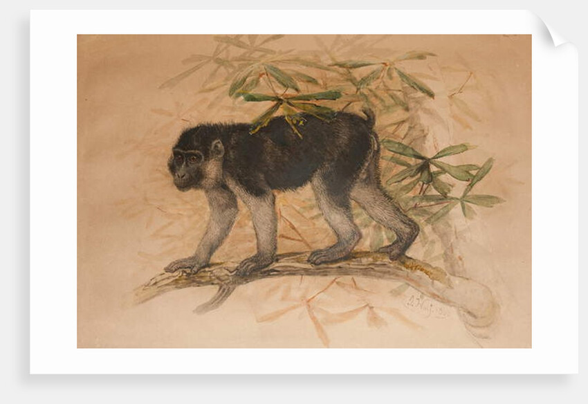 Ashy-black Macaque, 1869 by Joseph Wolf