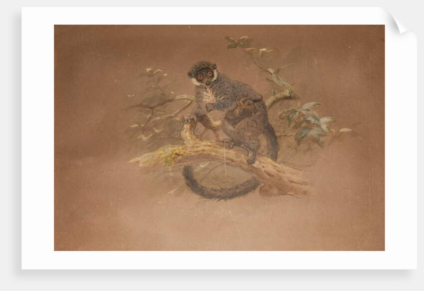 Black-footed Lemur by Joseph Wolf