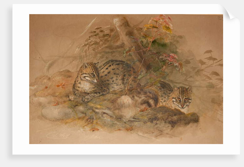 Clouded leopard by Joseph Wolf