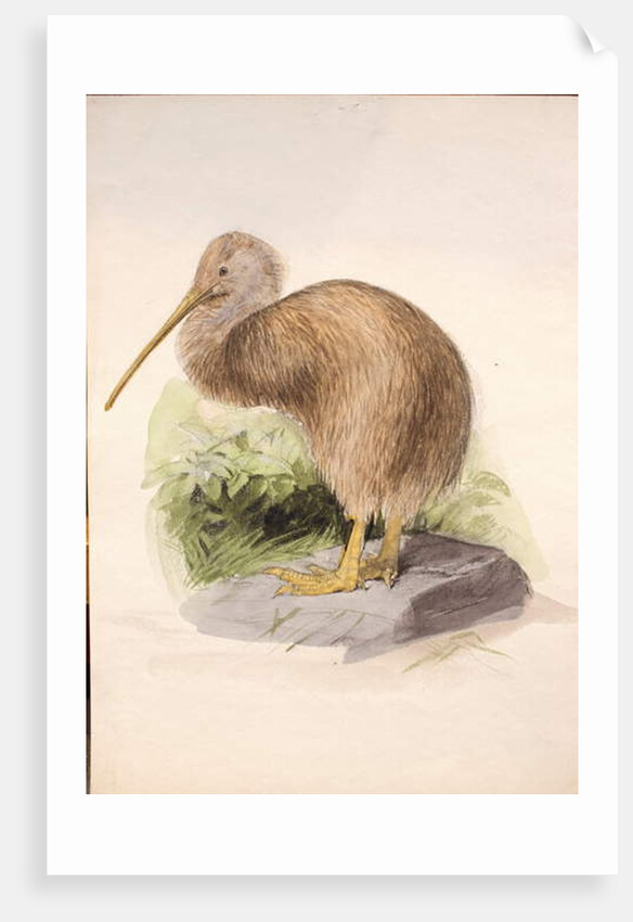 Kiwi, c.1850 by Joseph Wolf