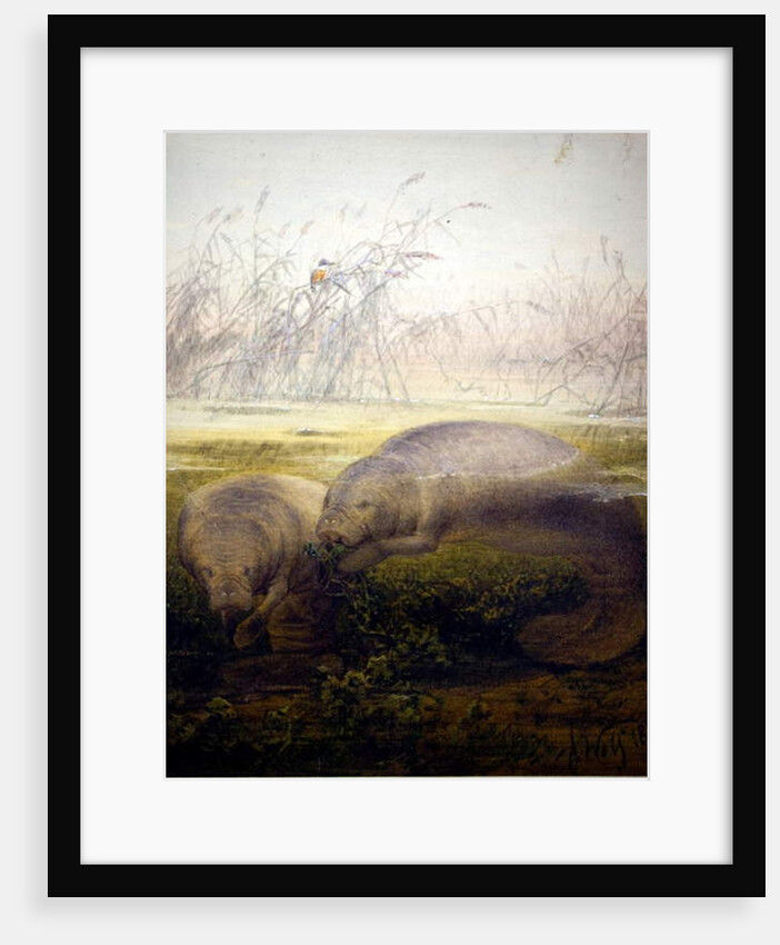 Manatee, 1879 by Joseph Wolf