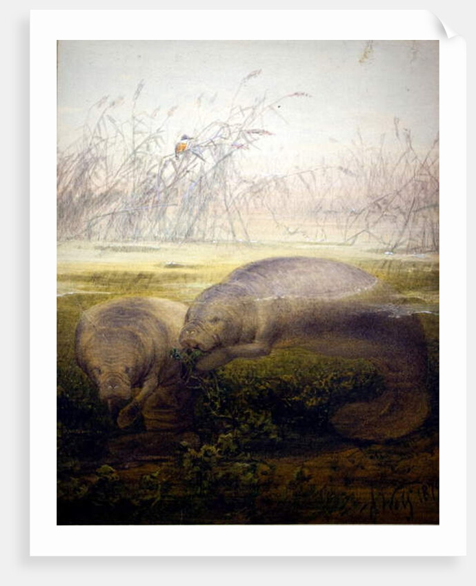 Manatee, 1879 by Joseph Wolf