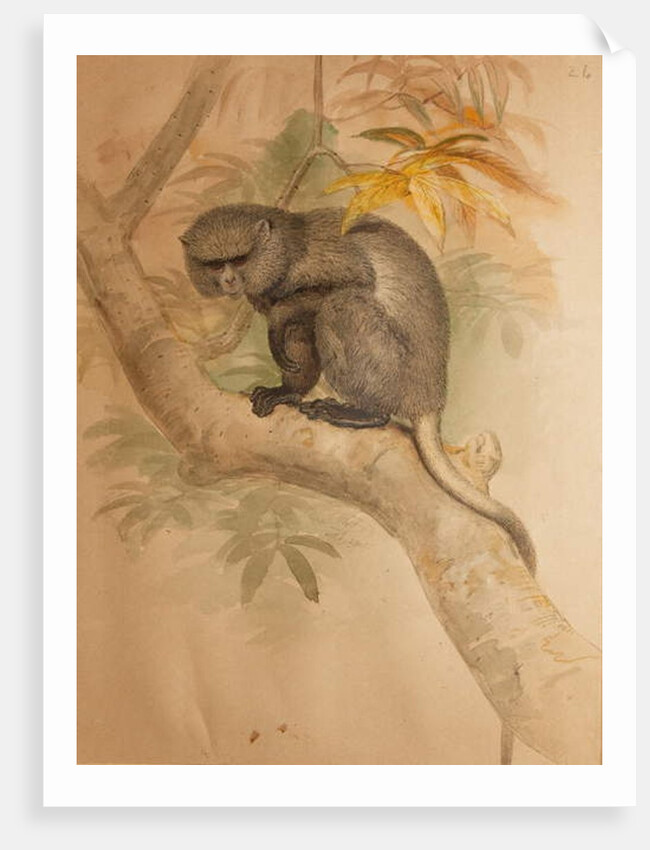 Stranger's Monkey by Joseph Wolf