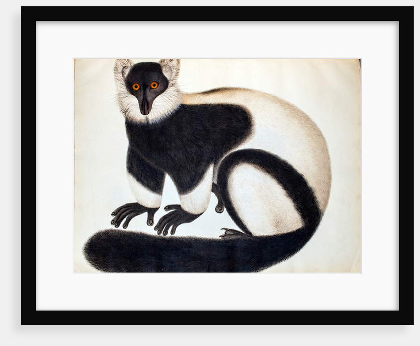 Black and white ruffed lemur by School Chinese