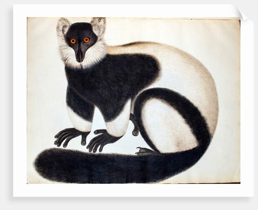 Black and white ruffed lemur by School Chinese