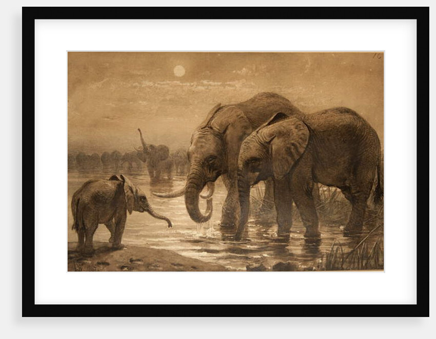 African Elephants by Joseph Wolf
