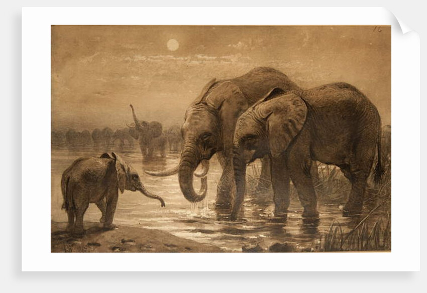 African Elephants by Joseph Wolf