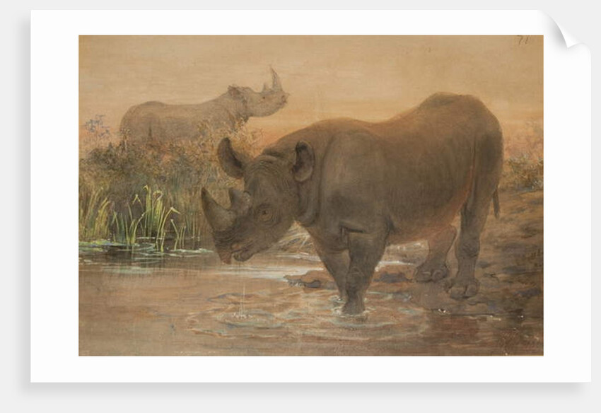 African Rhinoceros by Joseph Wolf