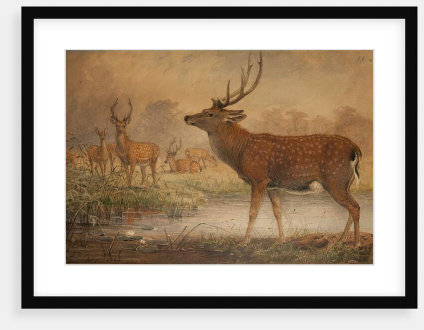 Manchurian Deer by Joseph Wolf