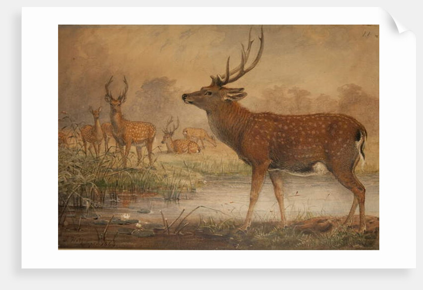 Manchurian Deer by Joseph Wolf