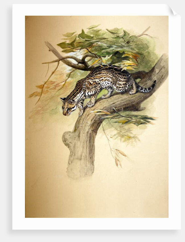 Ocelot, 1851 by Joseph Wolf