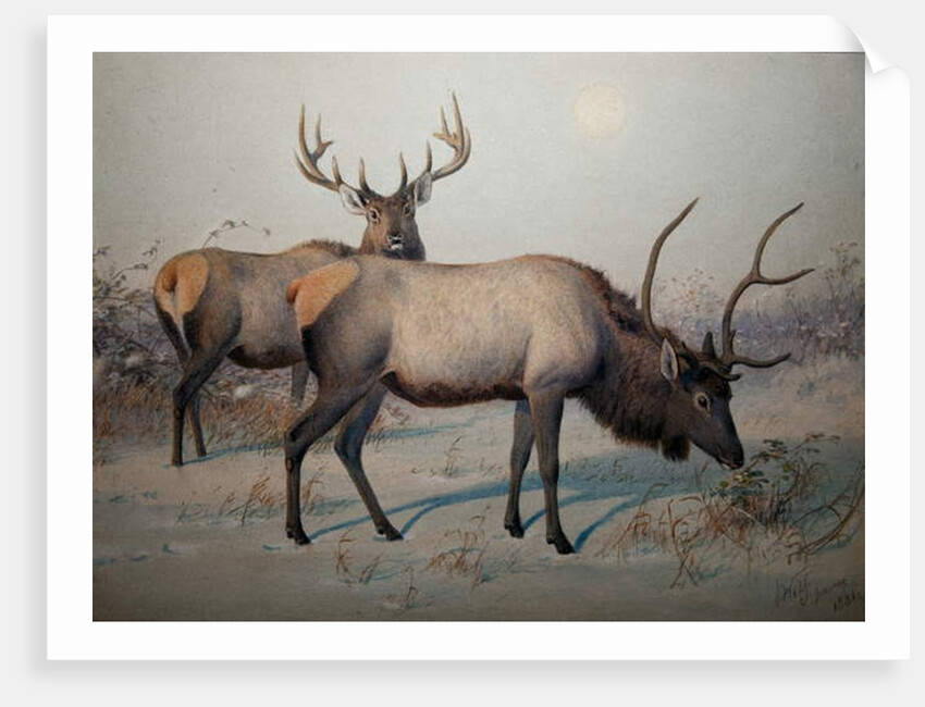Wapiti, c.1850 by Joseph Wolf